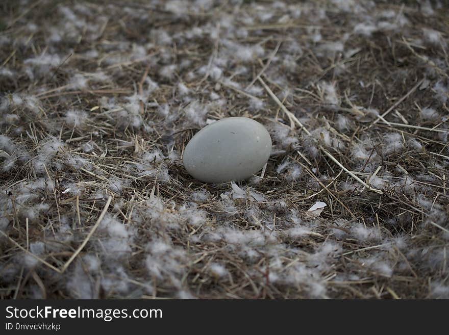 Grass, Nest, Egg, Soil