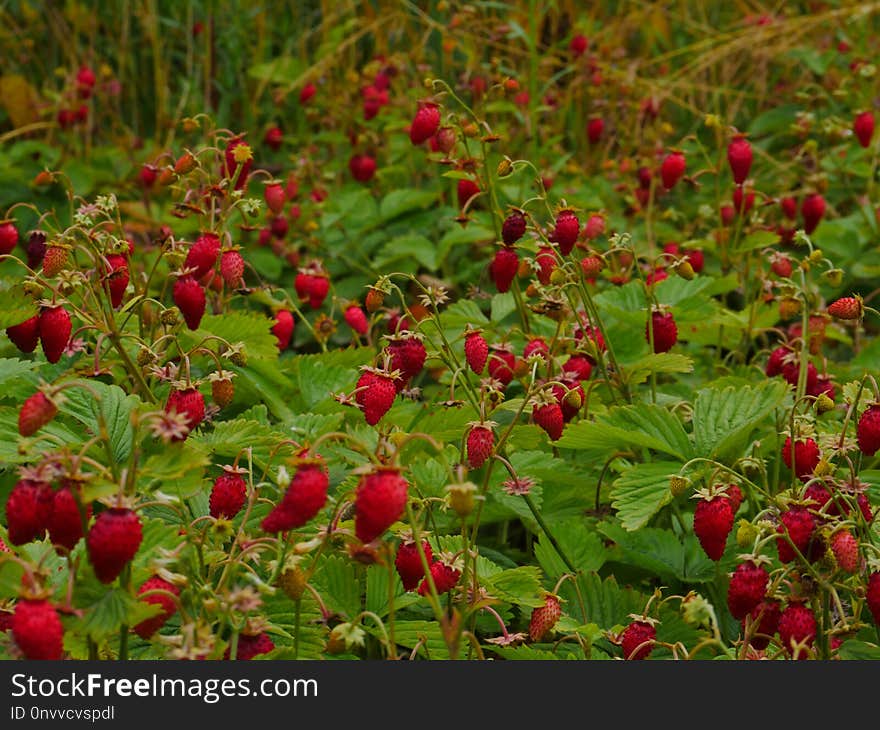 Plant, Vegetation, Raspberries Blackberries And Dewberries, Berry