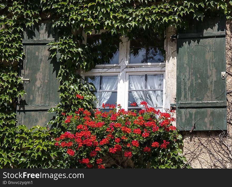 Flower, Plant, Wall, Flora