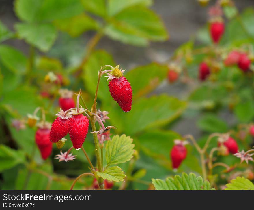 Strawberries, West Indian Raspberry, Strawberry, Vegetation