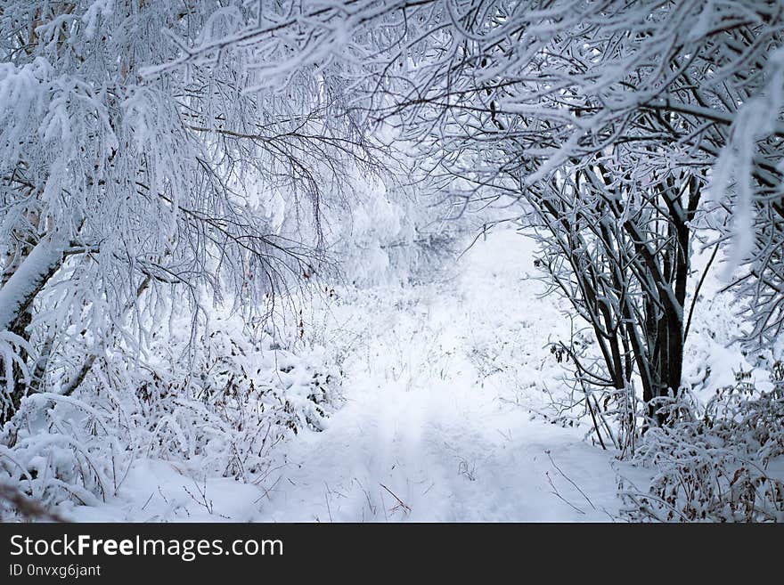 White Fluffy Soft Snow On A Tree Branch