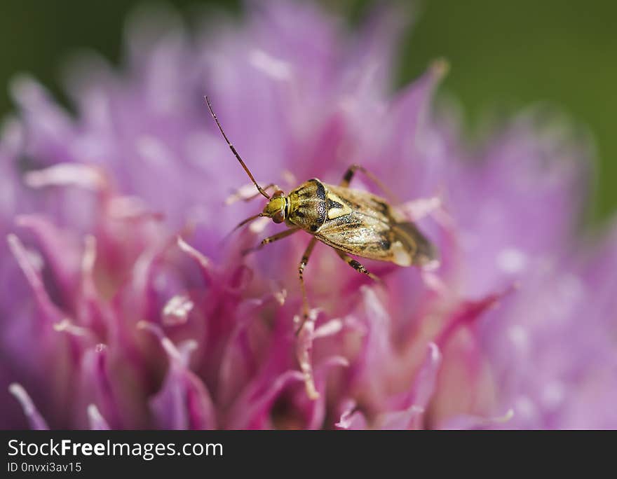 Spring is the world of all kinds of beetles, they are widely distributed in forests and cities around the world,