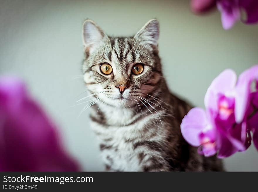 Kitty. striped gray cat. cat head. portrait. baleen face