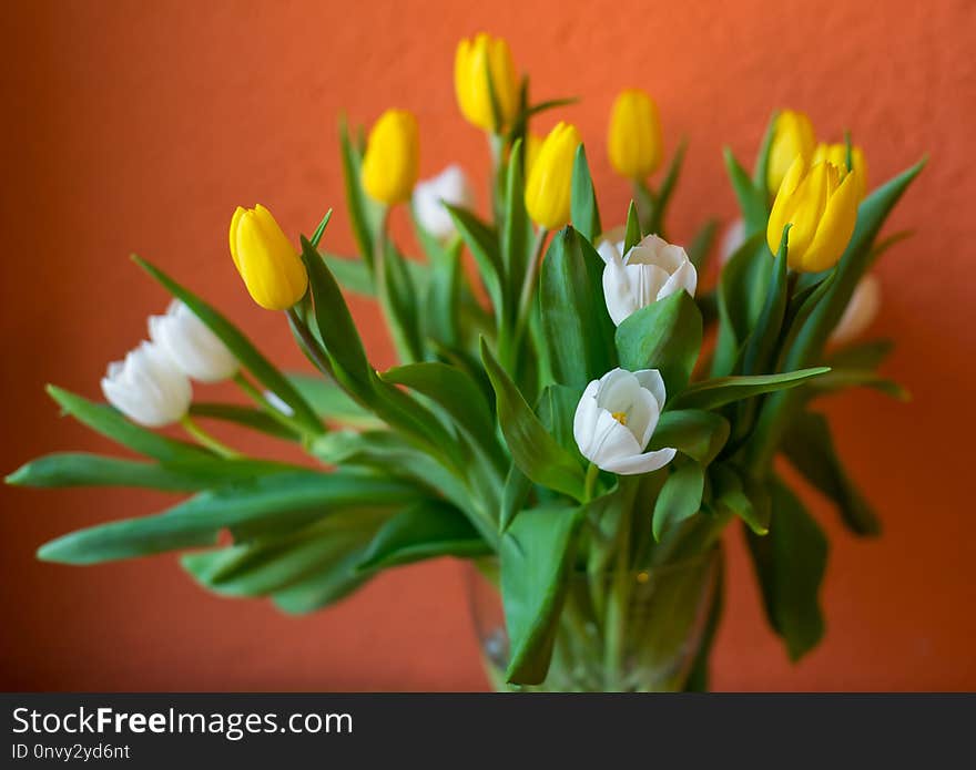 Yellow and white tulips spring flowers Easter bouquet of flowers first spring flowers