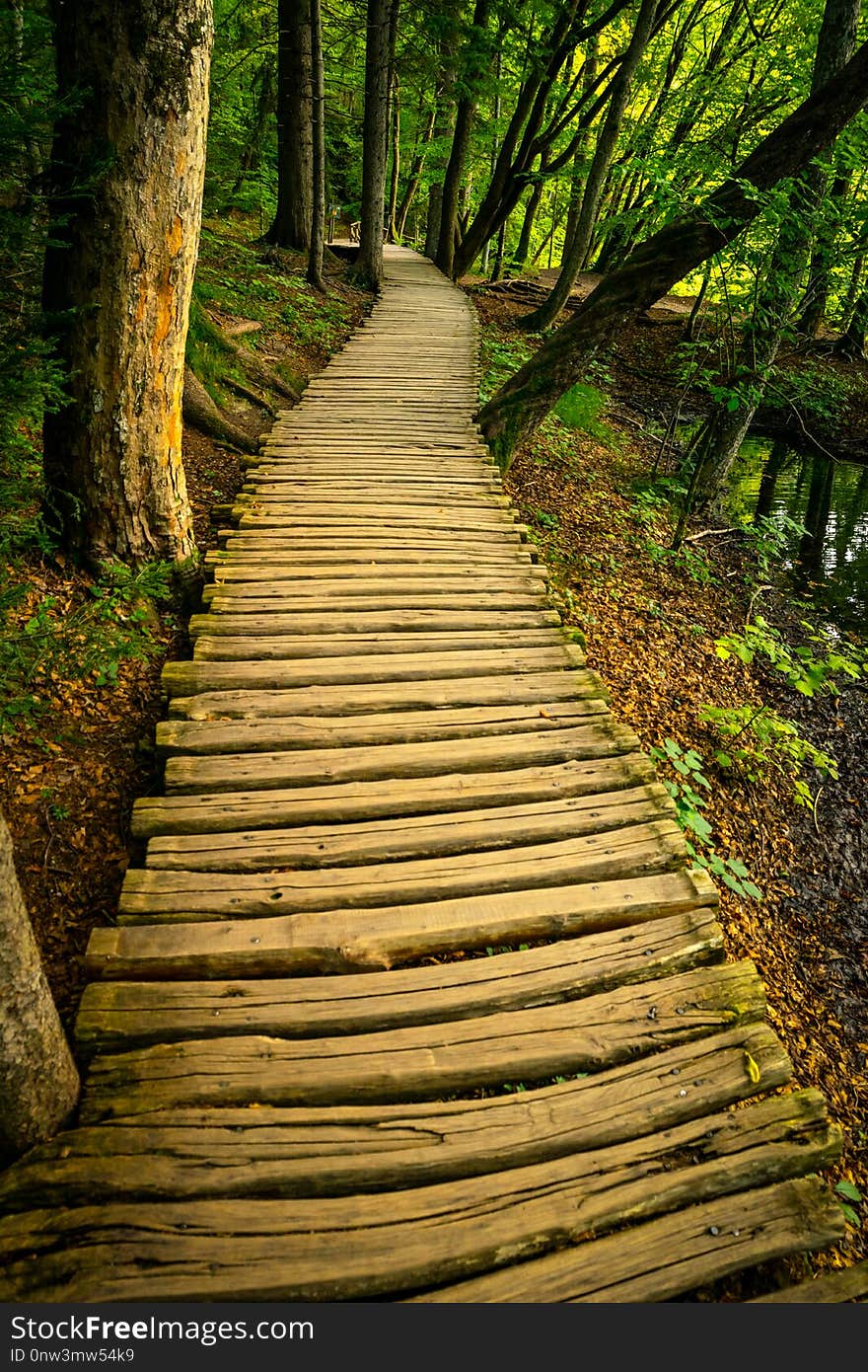 Wooden boards pathway in a green nature with trees around. Wooden boards pathway in a green nature with trees around