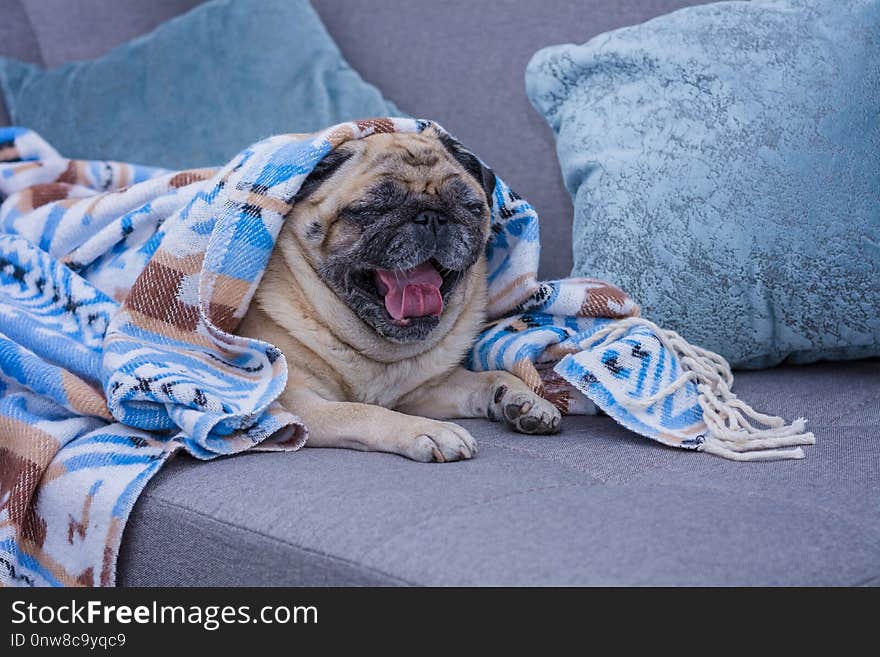 Cute pug is wrapped in warm blanket with blue ornament and yawns. Cold weather concept