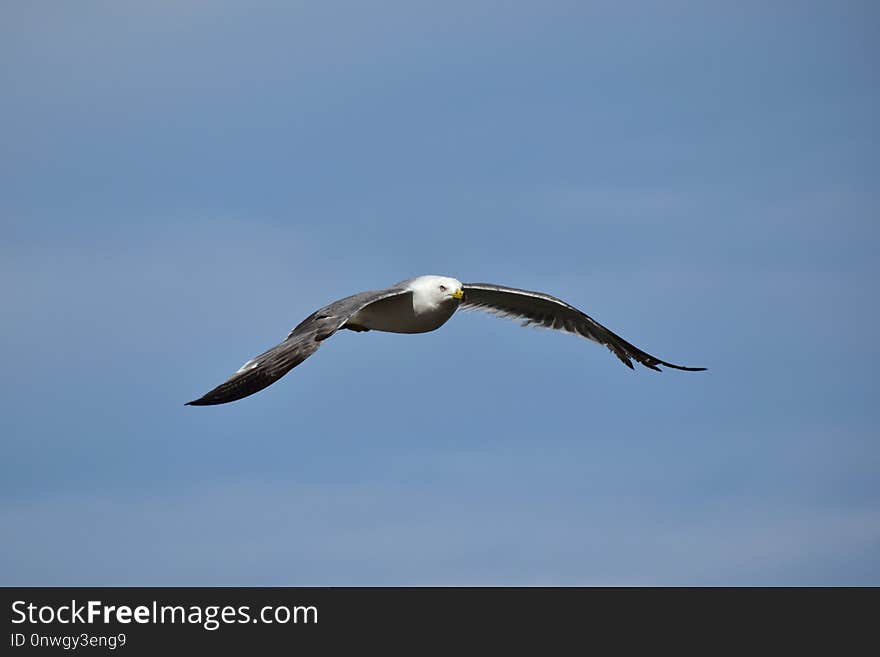 Bird, Sky, Fauna, Beak