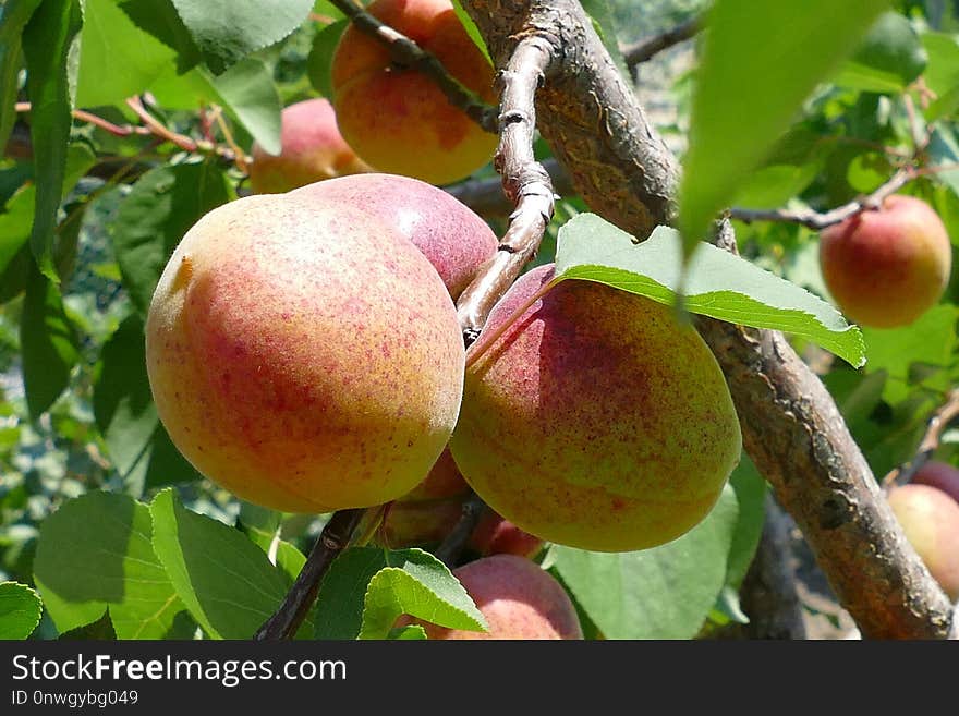 Fruit, Fruit Tree, Peach, Produce