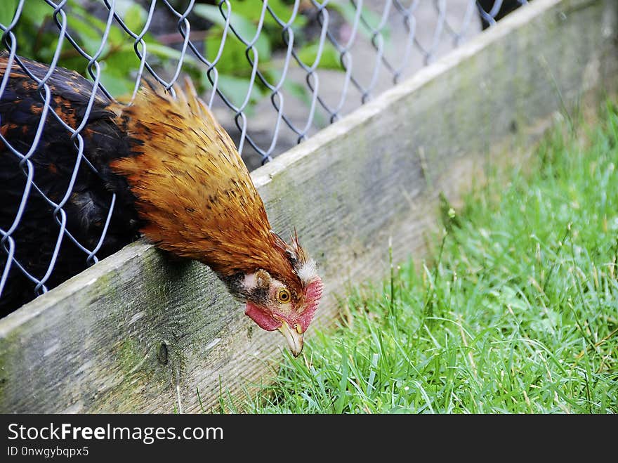 Chicken, Bird, Galliformes, Fauna