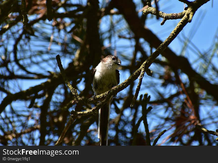 Bird, Fauna, Tree, Branch