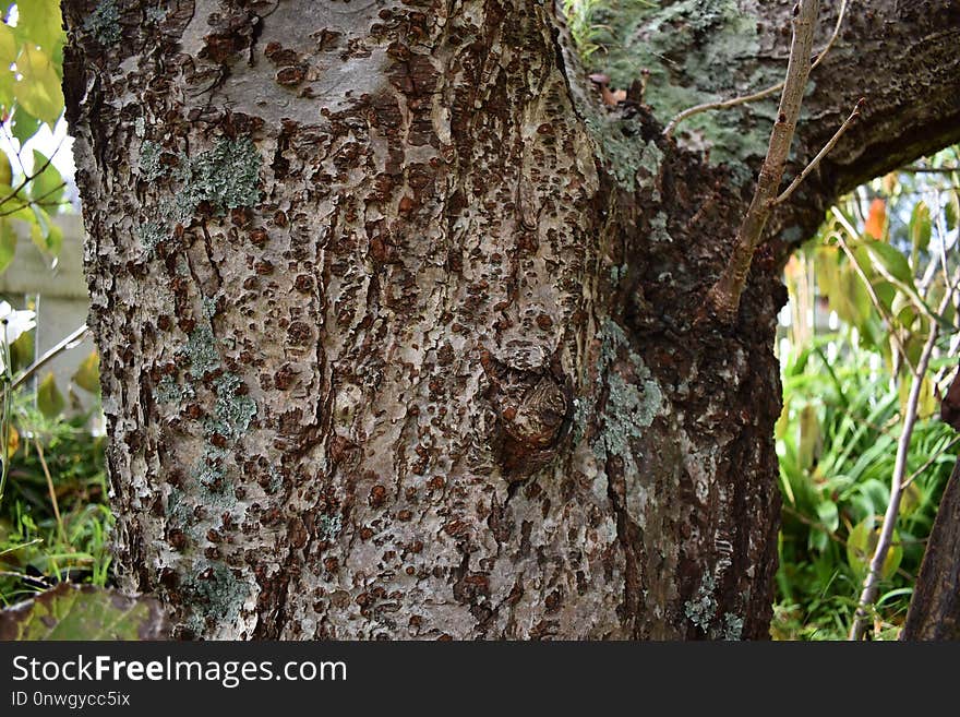 Tree, Trunk, Woodland, Flora