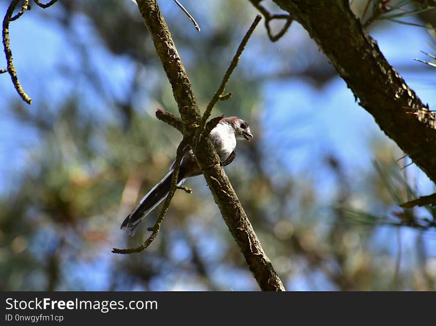 Bird, Branch, Fauna, Tree