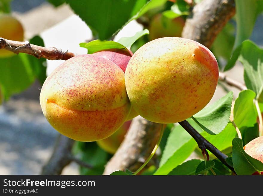 Fruit, Fruit Tree, Peach, Apricot