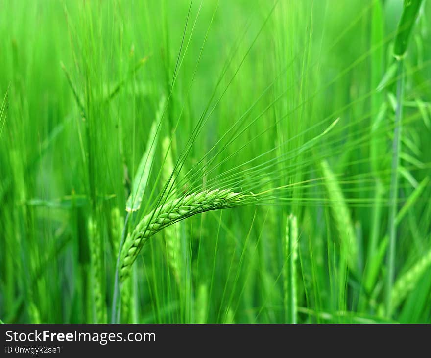 Grass, Barley, Vegetation, Field