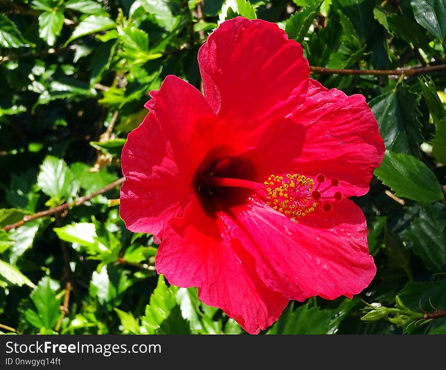 Flower, Hibiscus, Flowering Plant, Plant