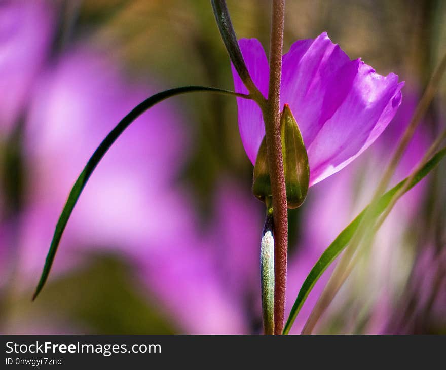 Flower, Flora, Plant, Purple