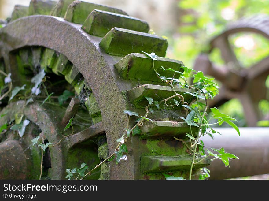 Plant, Vegetation, Leaf, Tree