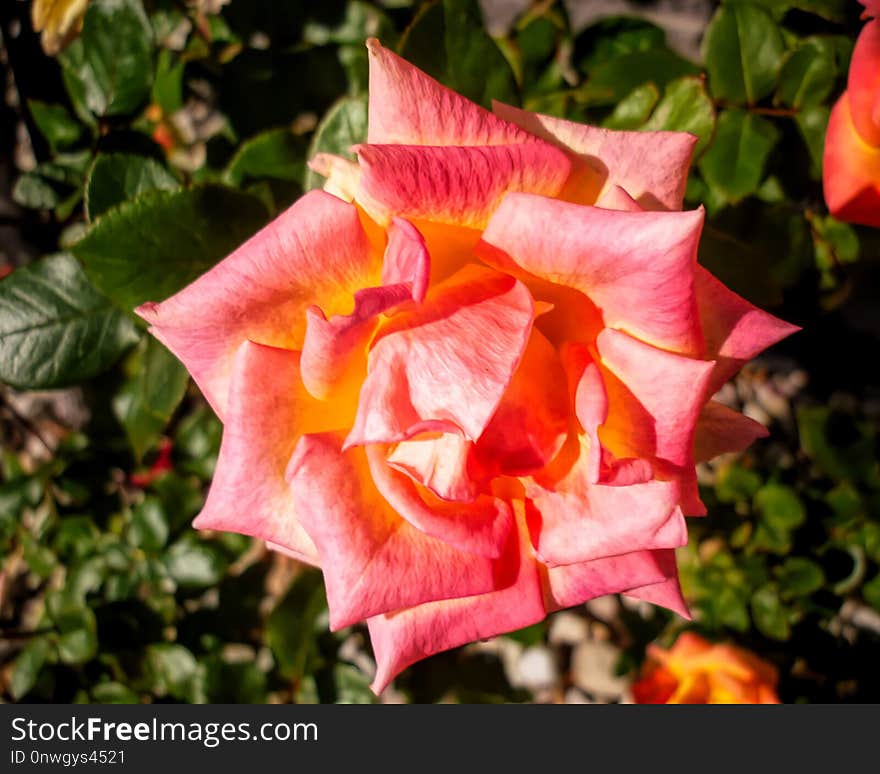 Flower, Rose Family, Pink, Rose