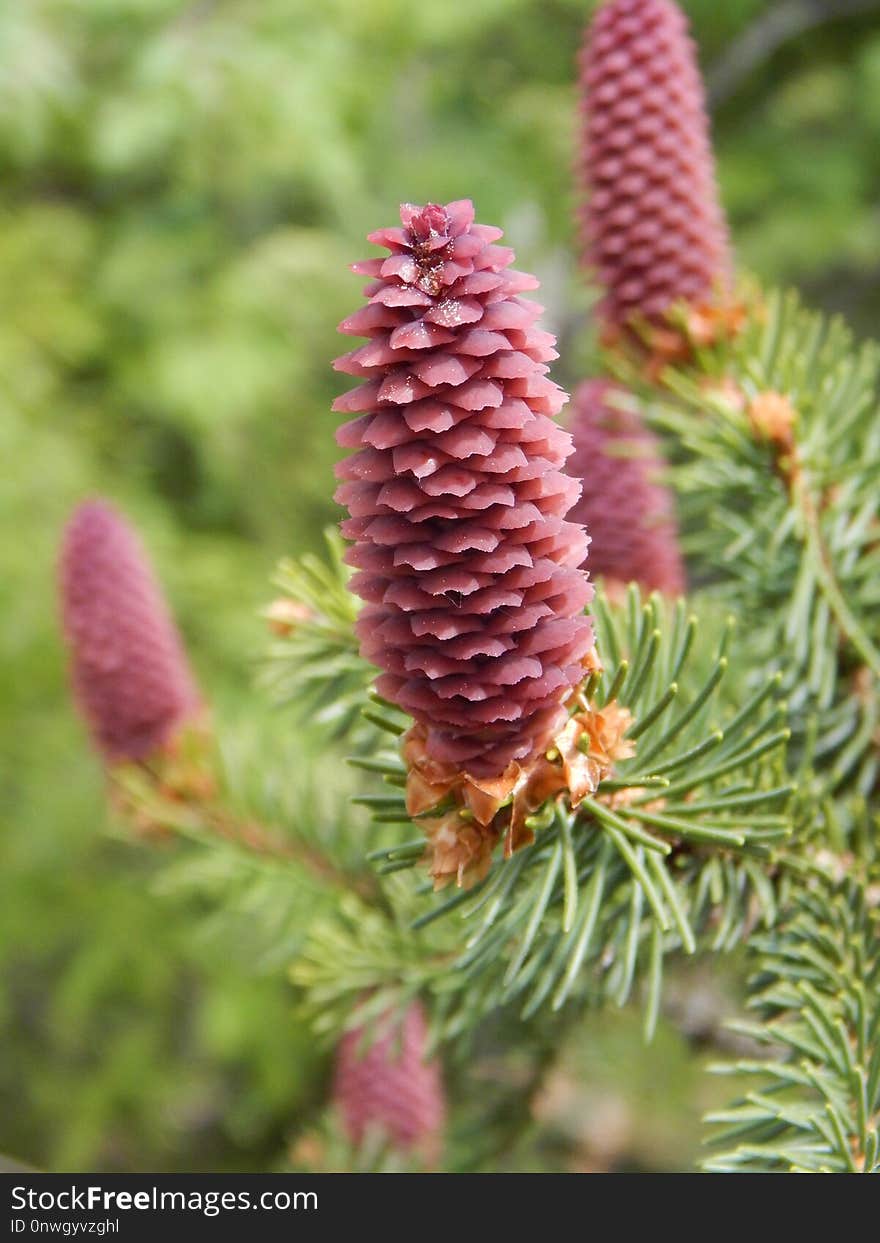 Pine Family, Spruce, Plant, Flora