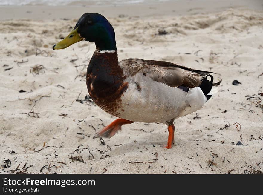 Duck, Bird, Mallard, Ducks Geese And Swans