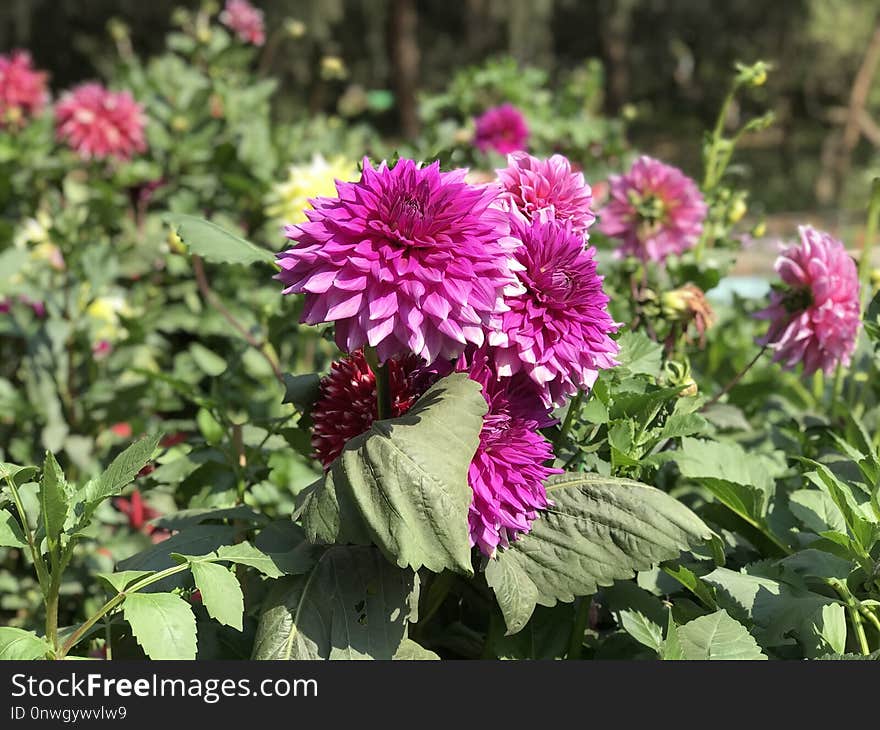 Flower, Plant, Flowering Plant, Annual Plant