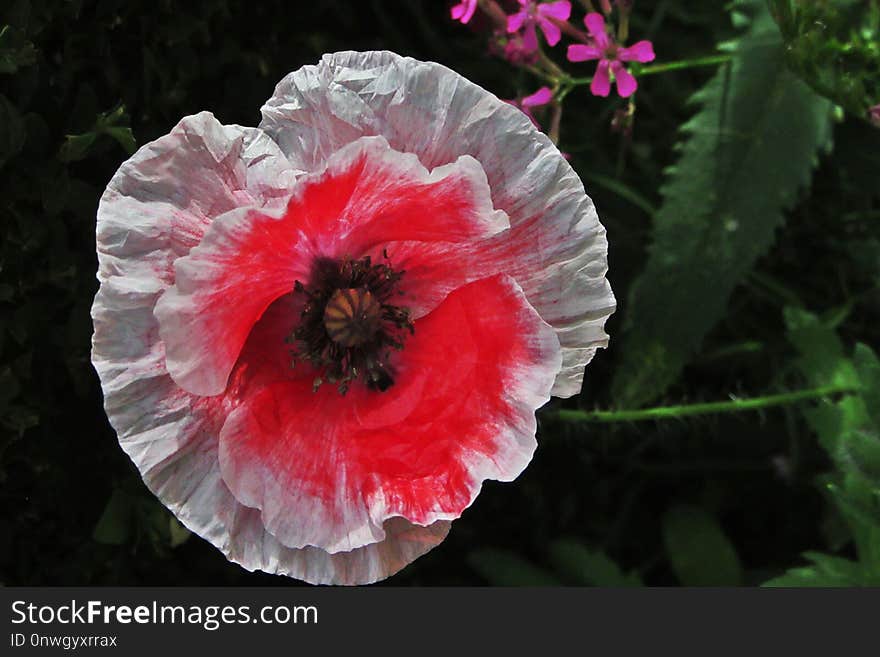 Flower, Flowering Plant, Plant, Poppy