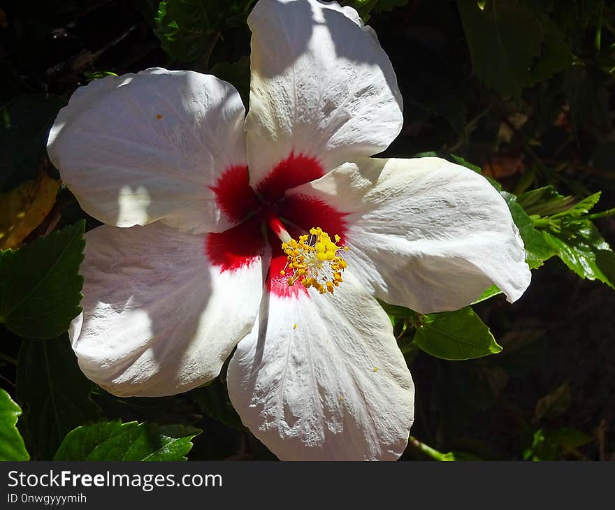 Flower, Plant, White, Flowering Plant