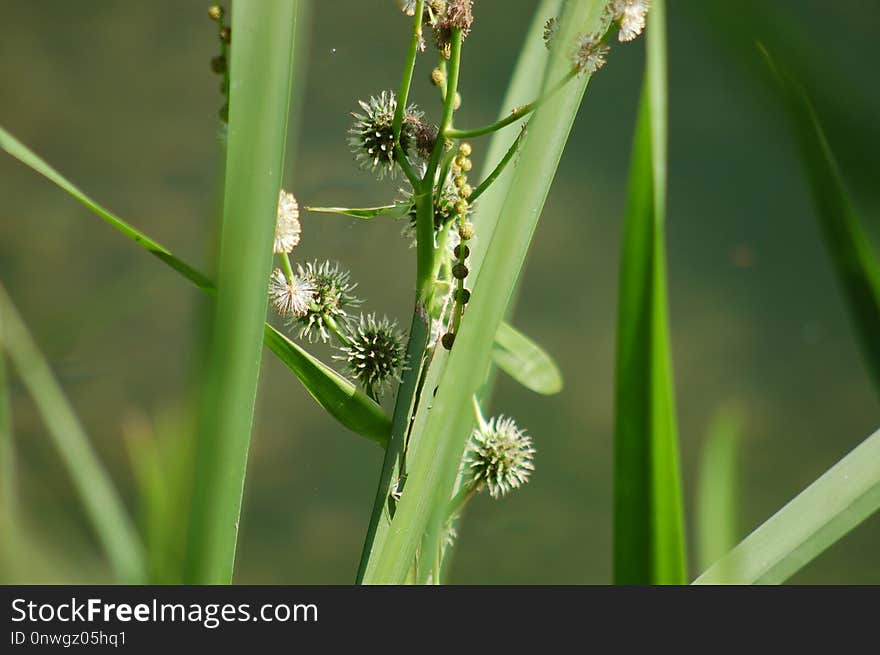 Vegetation, Flora, Grass Family, Grass