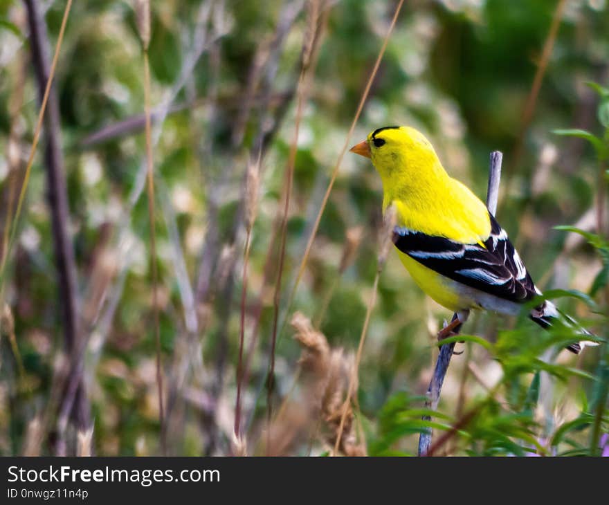 Bird, Fauna, Finch, Beak