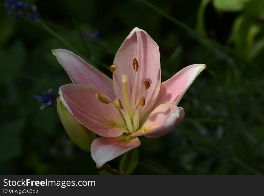 Flower, Lily, Plant, Flora