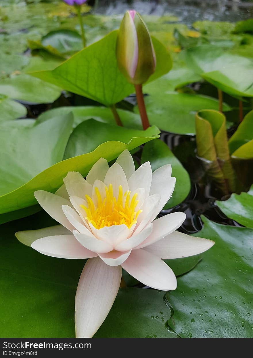 Flower, Plant, Flora, Yellow