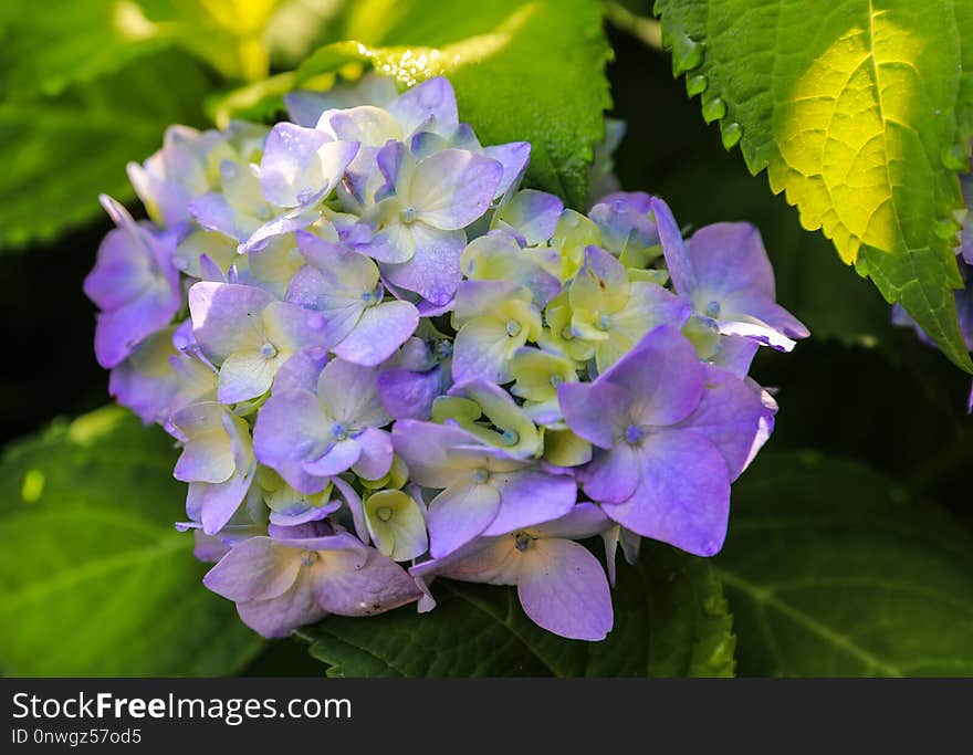 Flower, Plant, Hydrangea, Flowering Plant