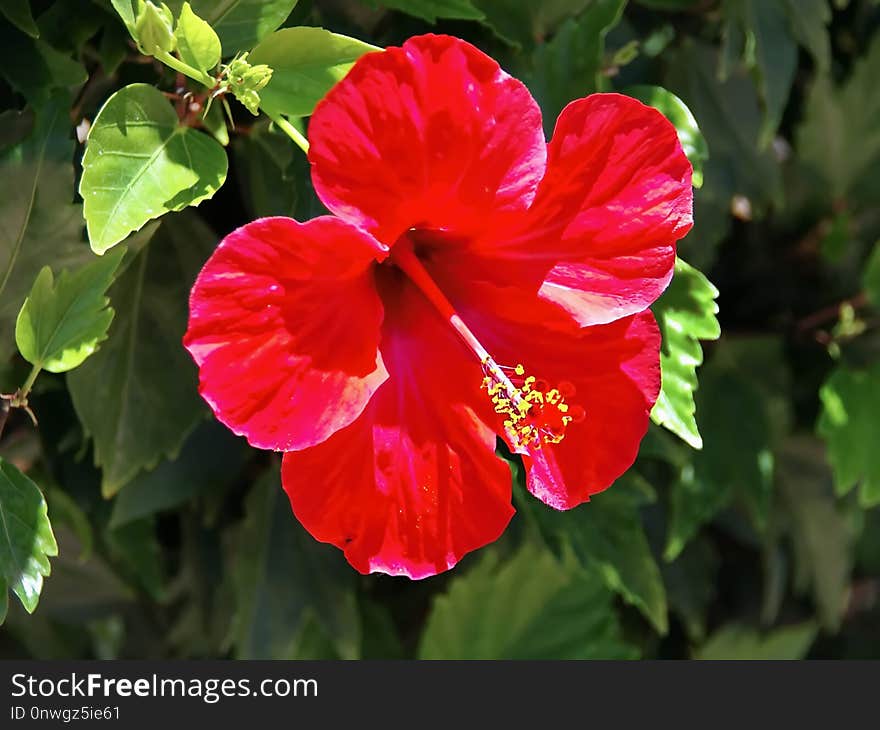 Flower, Hibiscus, Flowering Plant, Plant