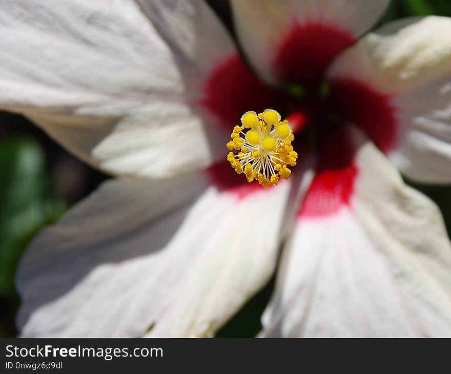 Flower, White, Flora, Pink