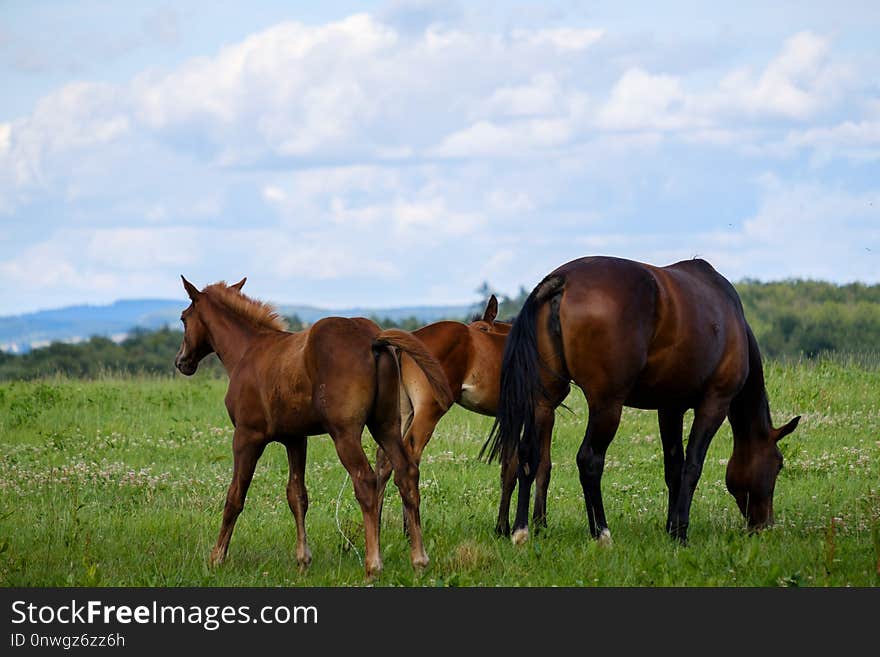 Horse, Grassland, Pasture, Ecosystem