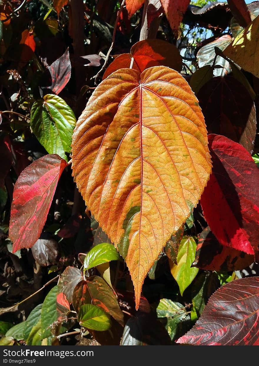 Leaf, Plant, Flora, Autumn