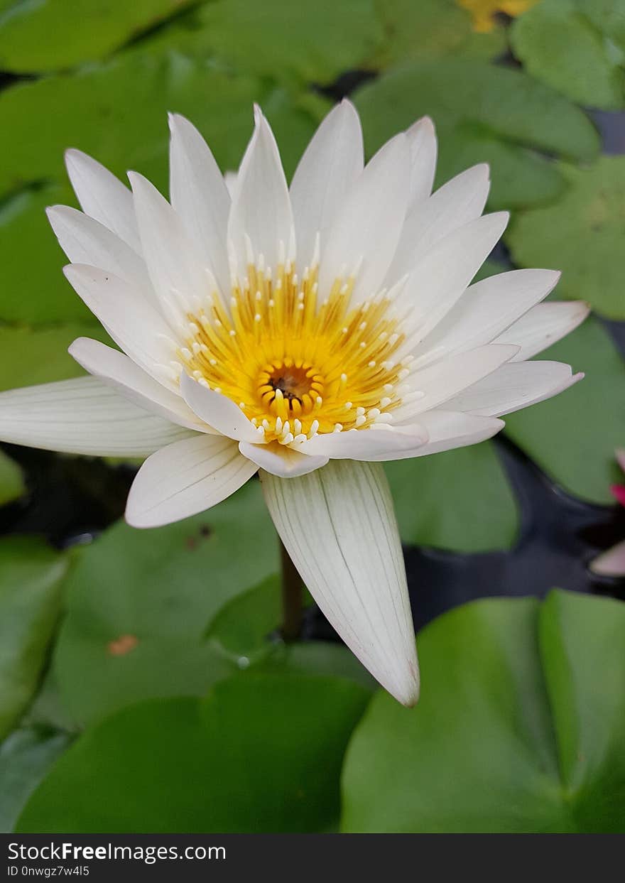 Flower, Flora, Yellow, Plant