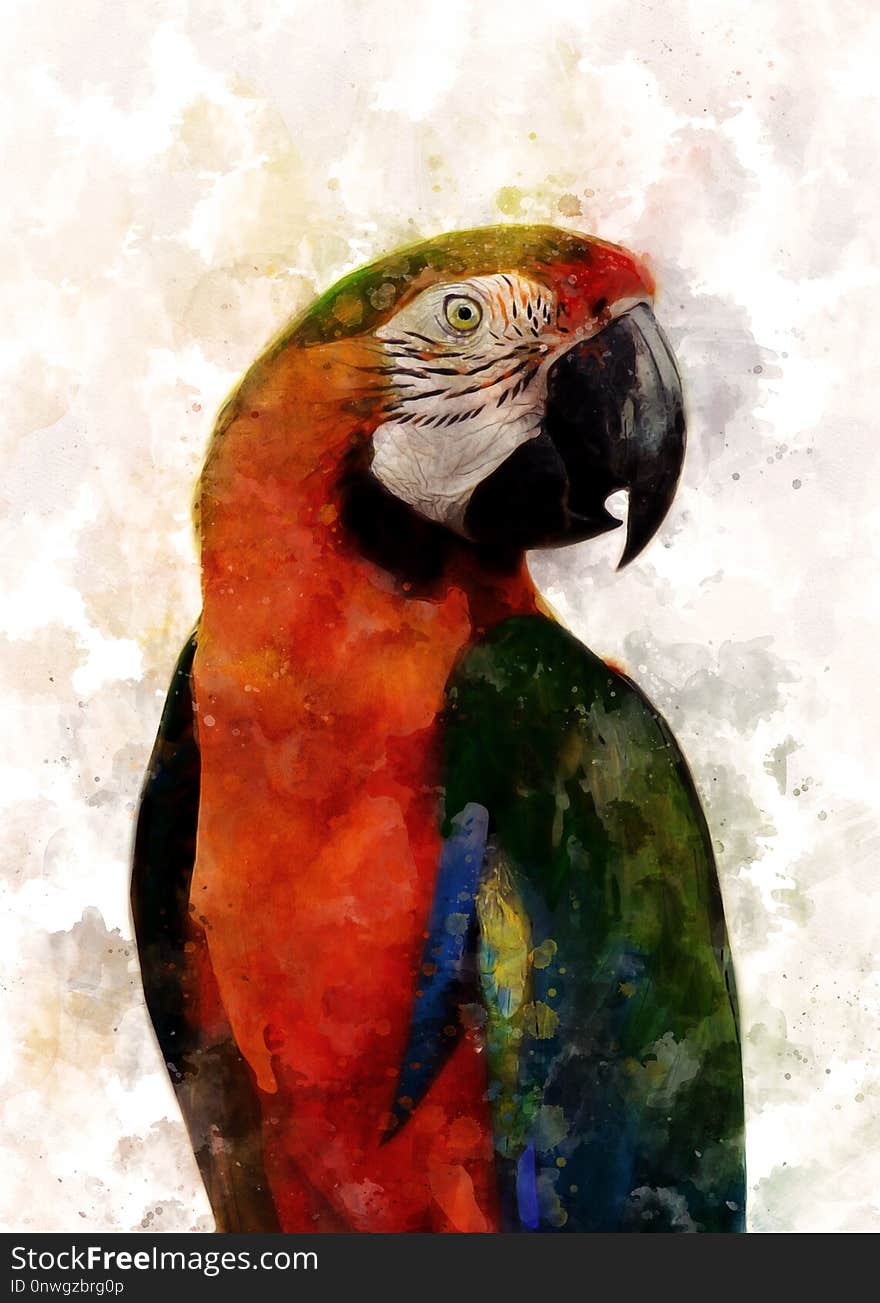 Beak, Macaw, Parrot, Bird