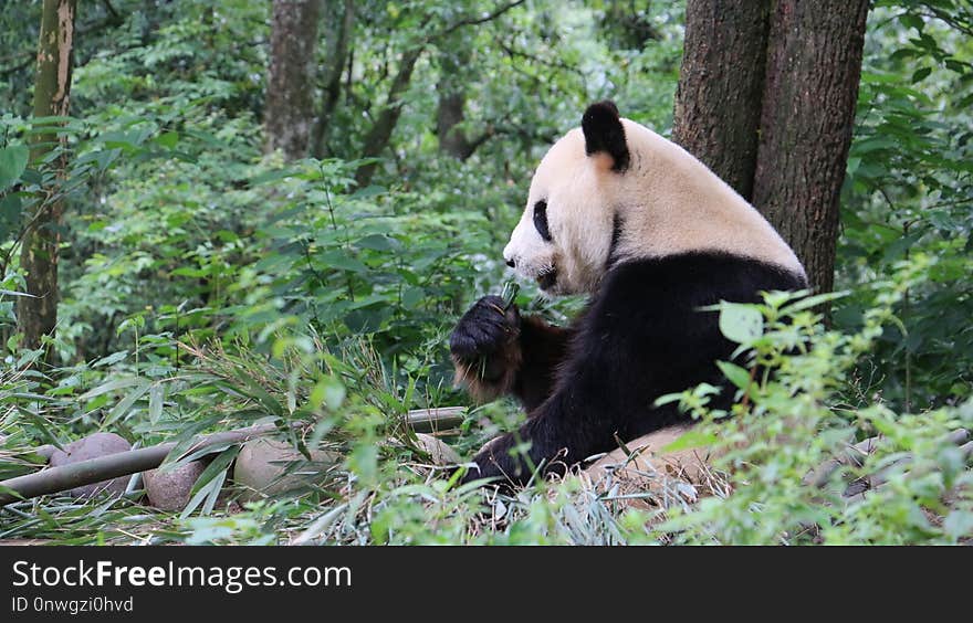 Bear, Wilderness, Nature Reserve, Terrestrial Animal