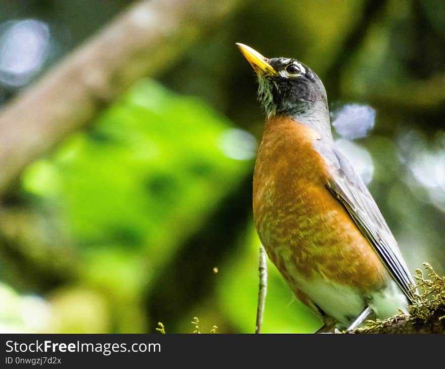 Bird, Fauna, Beak, Robin