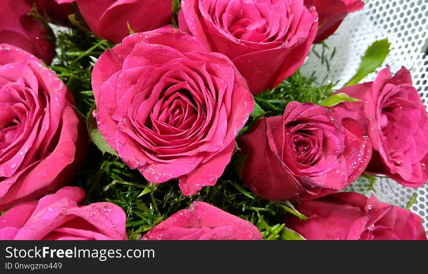 Flower, Rose, Garden Roses, Rose Family