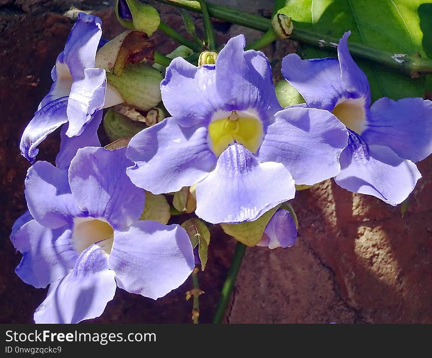 Flower, Blue, Plant, Flora