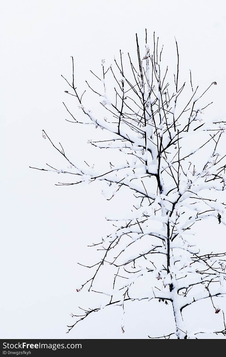 Branch, Tree, Black And White, Woody Plant