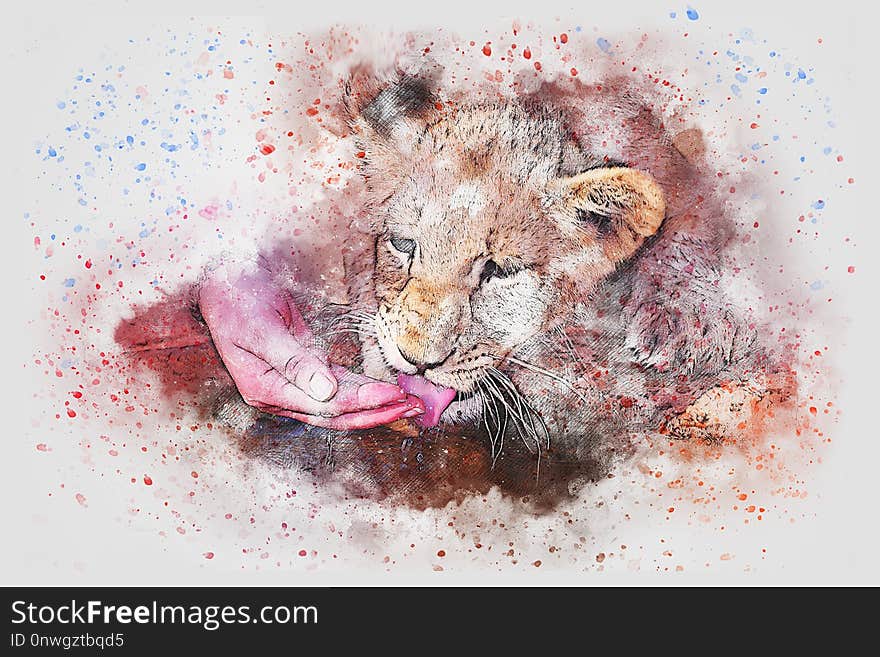 Mammal, Watercolor Paint, Cat Like Mammal, Lion