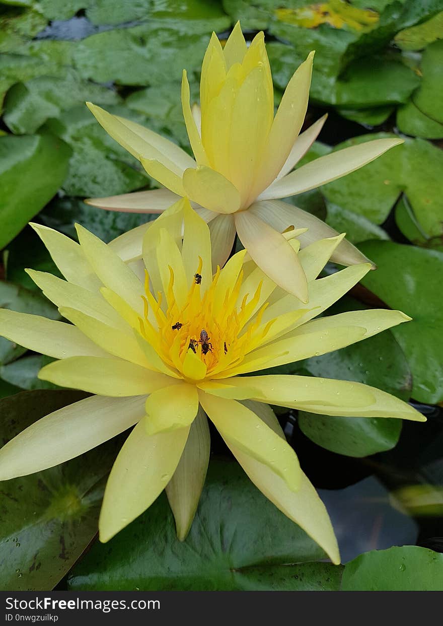 Flower, Flora, Yellow, Plant