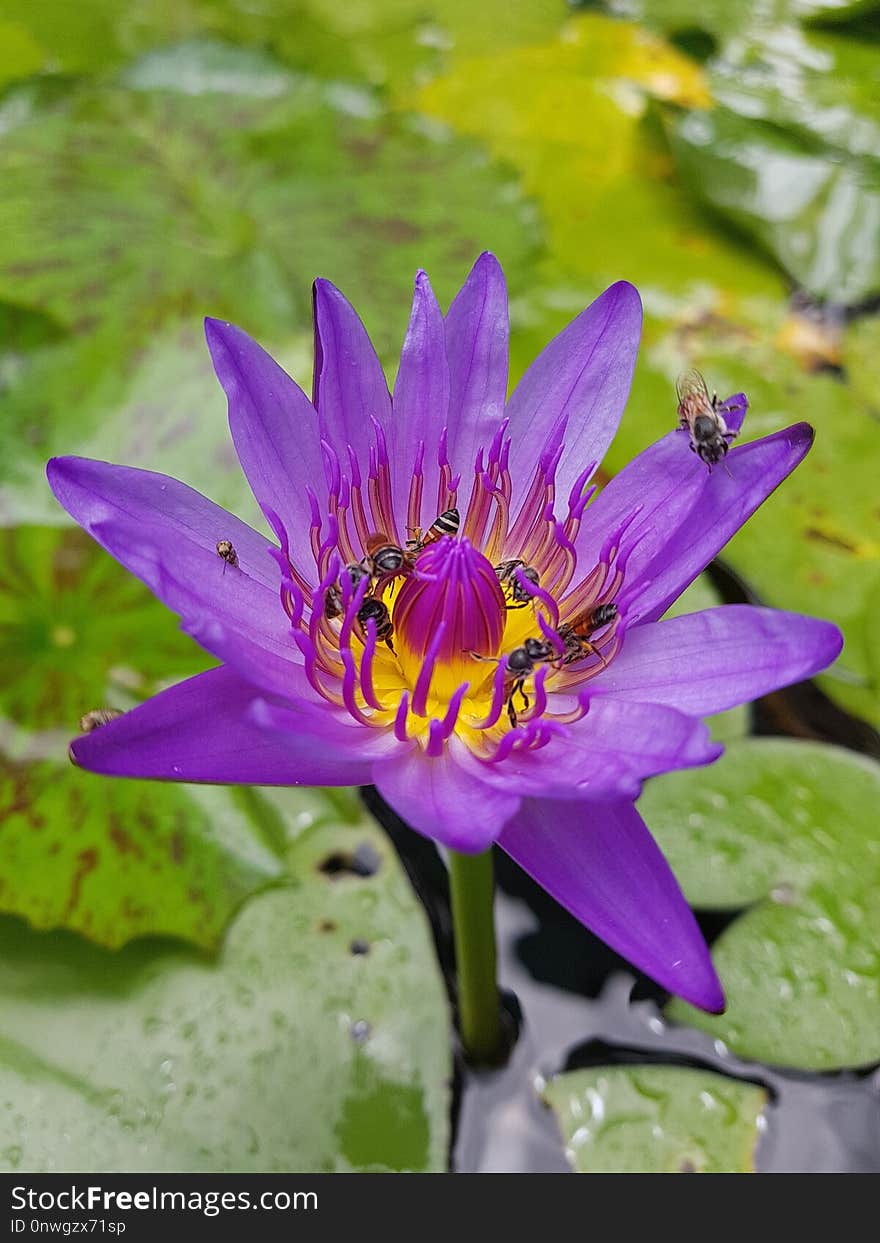 Flower, Flora, Plant, Purple