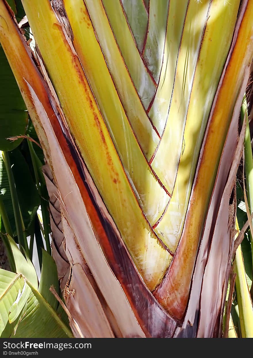 Yellow, Leaf, Close Up, Plant