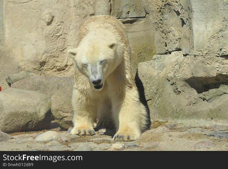 Polar Bear, Bear, Fauna, Terrestrial Animal