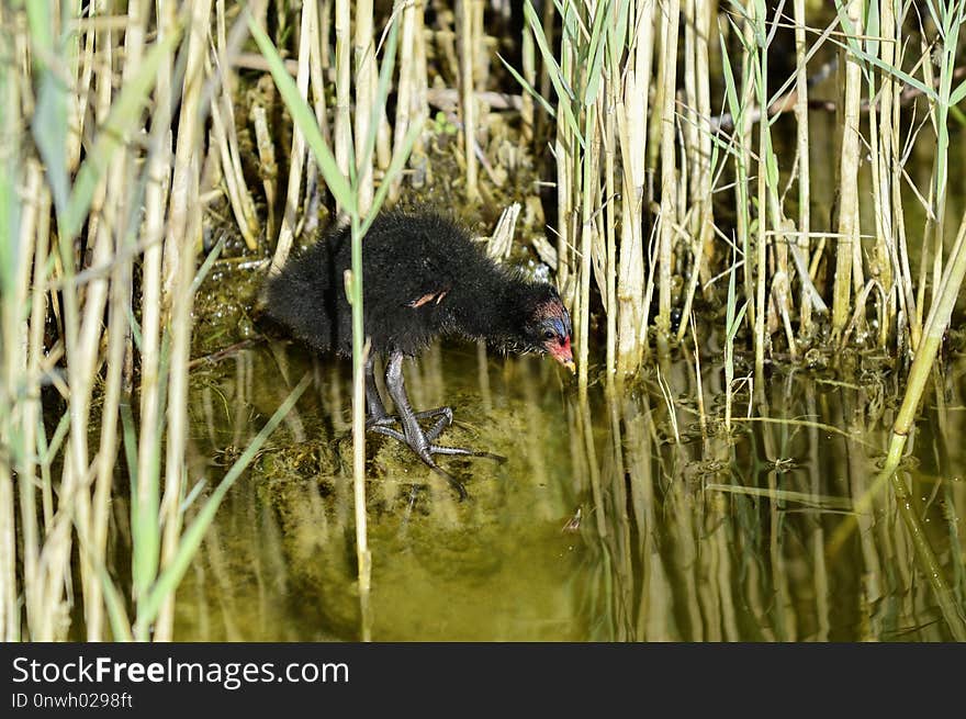 Fauna, Wildlife, Grass Family, Grass