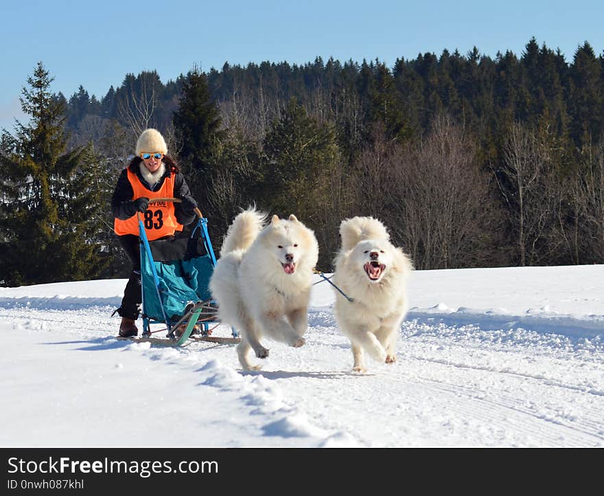 Dog, Dog Like Mammal, Dog Breed Group, Winter